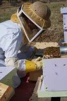 méhész ul